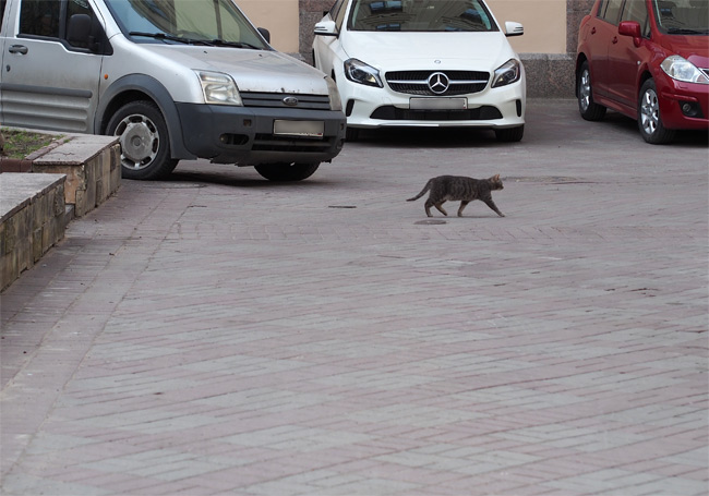 エルミタージュ公園猫さん2594.jpg