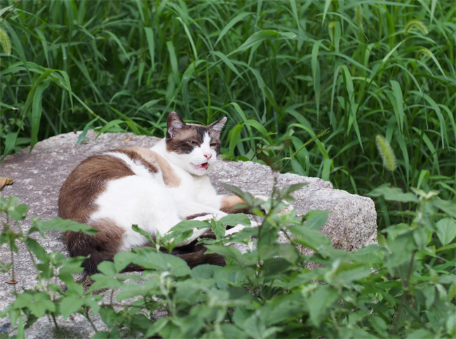 夏の外猫さん2616.jpg