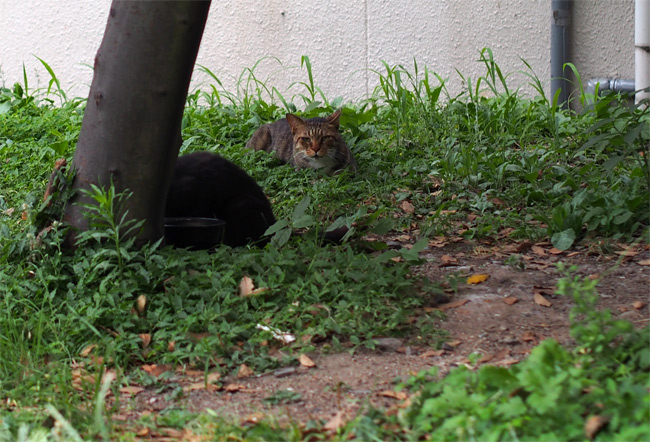 夏の外猫さん2617.jpg