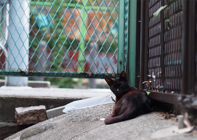 道の下猫さん2622.jpg