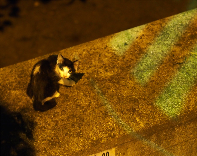 道の下猫さん2628.jpg