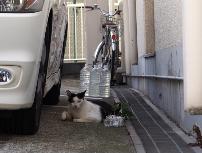 駐輪場猫さん2634.jpg