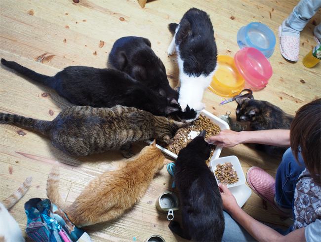保護猫サロン猫さん2642.jpg