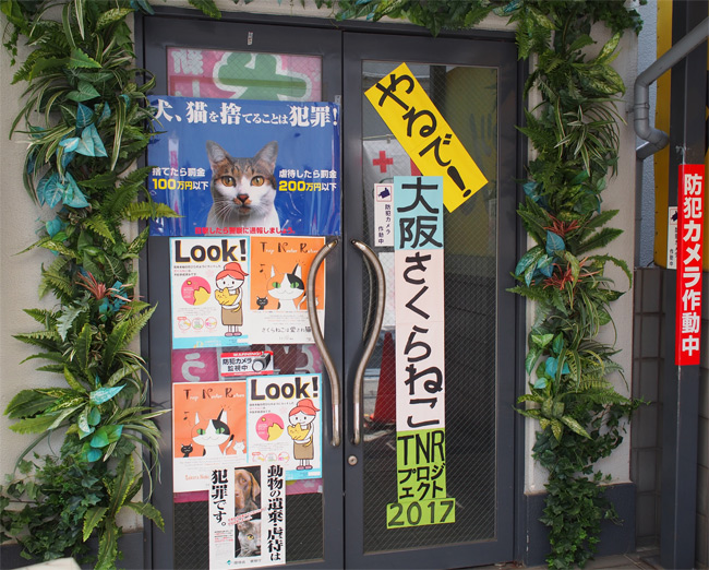 やるで！大阪さくらねこTNRプロジェクト2644.jpg
