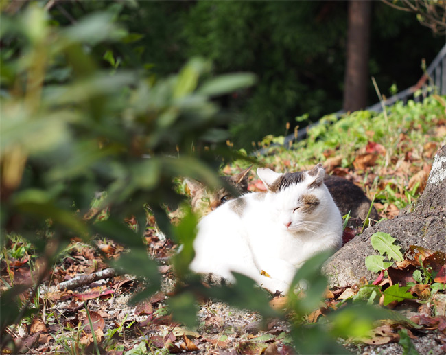 京都猫さん2707.jpg