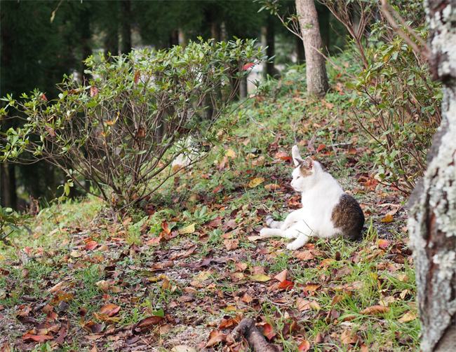 京都猫さん2710.jpg