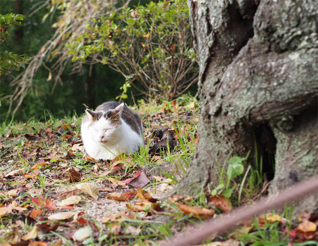 京都猫さん2712.jpg