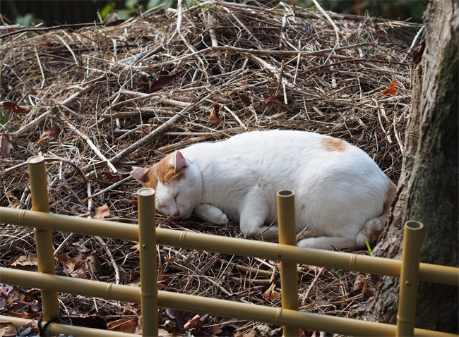 京都猫さん2717.jpg