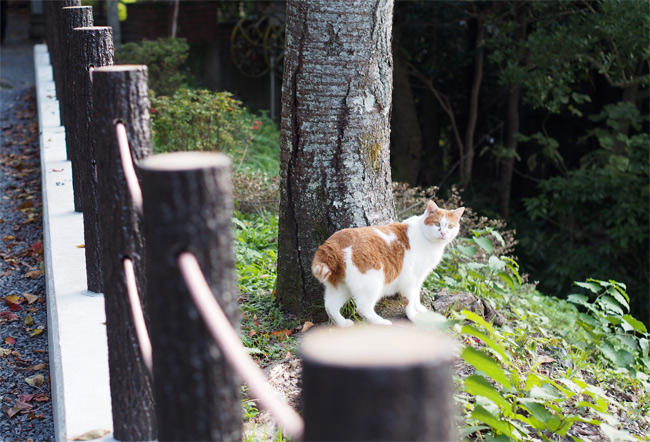 京都猫さん2746.jpg