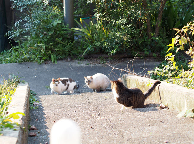 京都猫さん2749.jpg