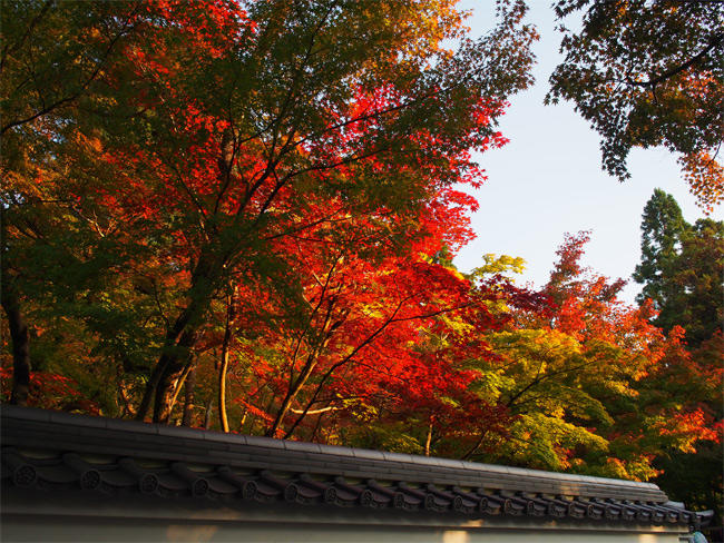 京都紅葉2751.jpg