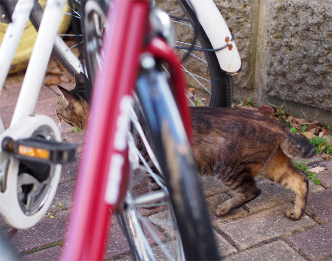 長崎猫さん2767.jpg