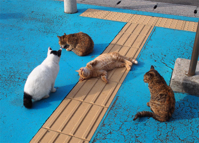 船乗り場猫さん2798.jpg