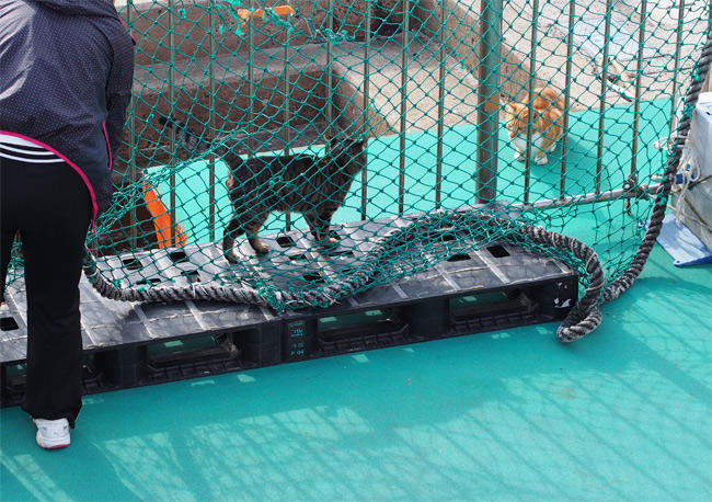 相島の猫さん2805.jpg
