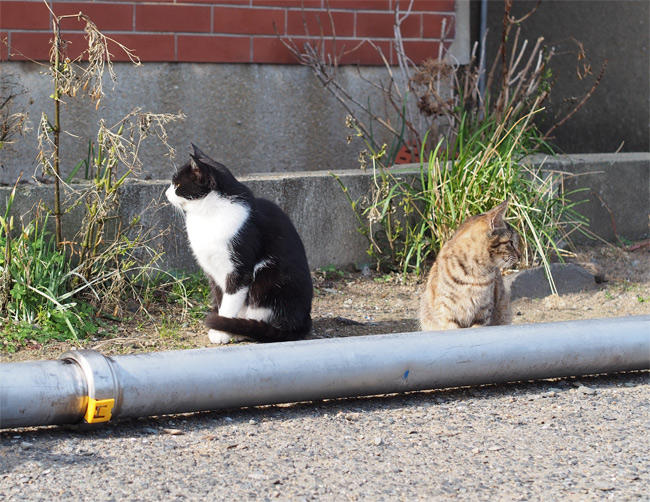 相島の猫さん2810.jpg