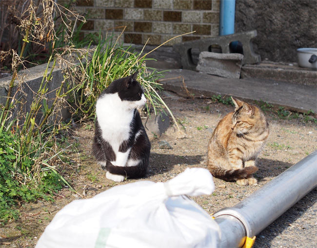 相島の猫さん2811.jpg