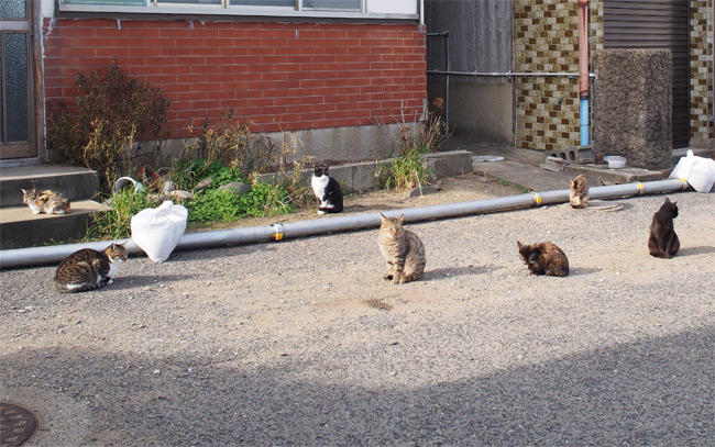 相島の猫さん2812.jpg