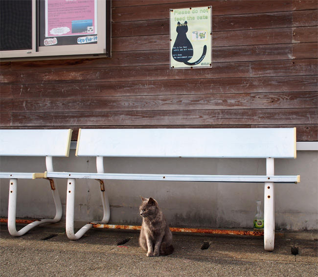 相島の猫さん2815.jpg