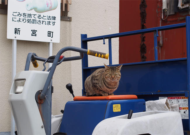 相島猫さん2819.jpg