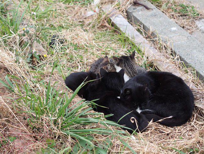 相島ねこだんご2848.jpg