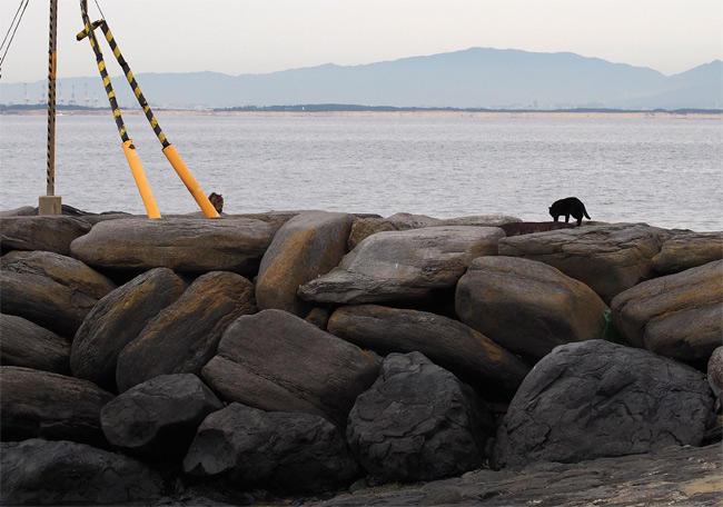 相島猫さん2860.jpg