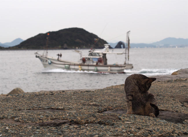 相島猫さん2864.jpg
