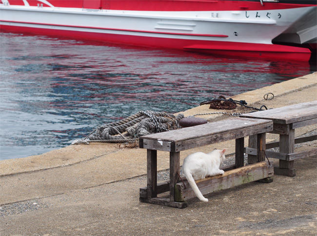 相島の猫さん2867.jpg