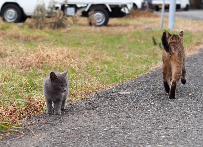 相島の猫さん2869.jpg