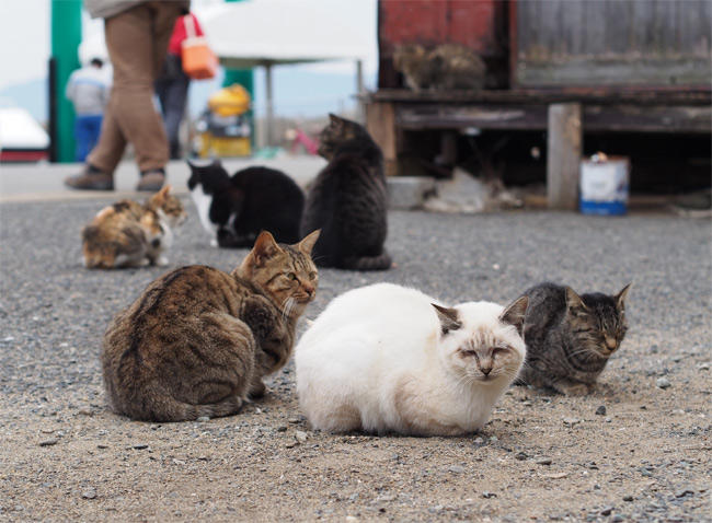 相島の猫さん2870.jpg