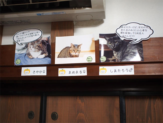 CafeGatto猫さん2879.jpg