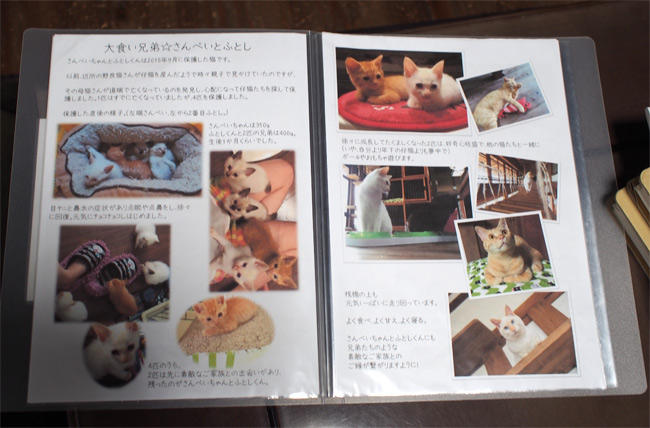 CafeGatto猫さん2880.jpg