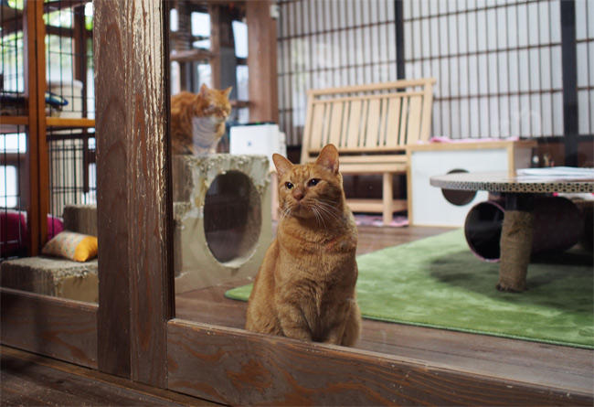 CafeGatto猫さん2882.jpg