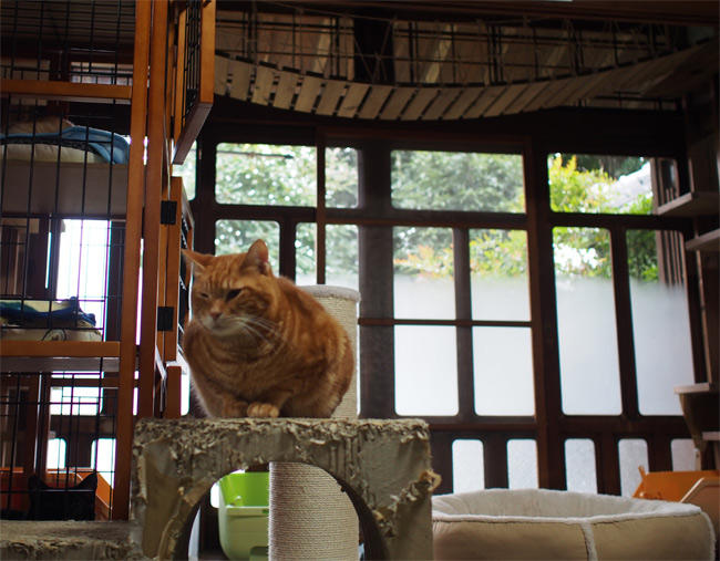 CafeGatto猫さん2883.jpg