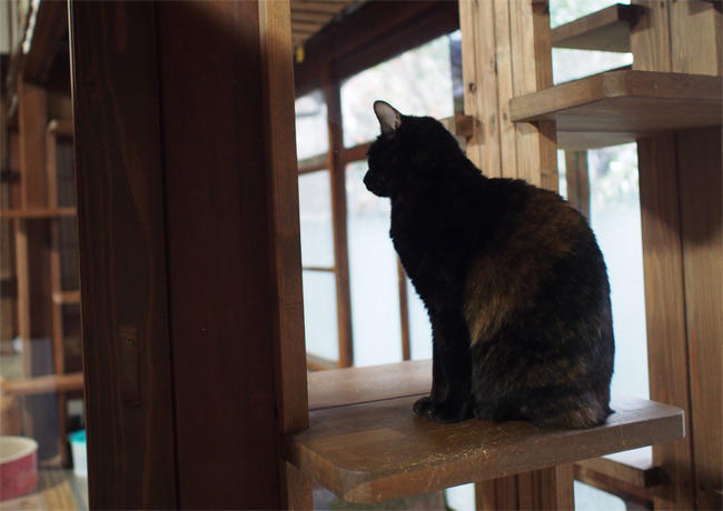 CafeGatto猫さん2888.jpg