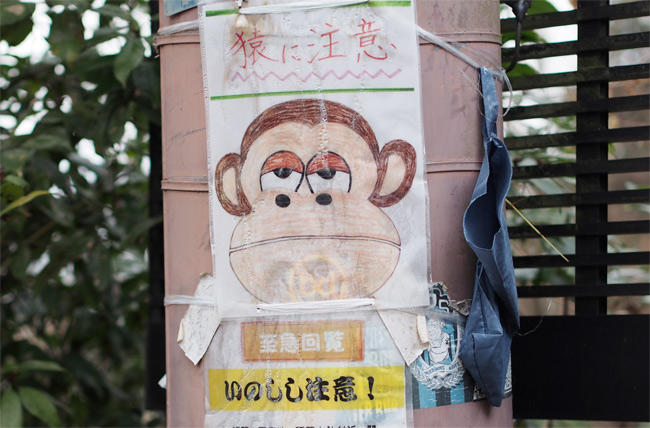 猿注意2910.jpg
