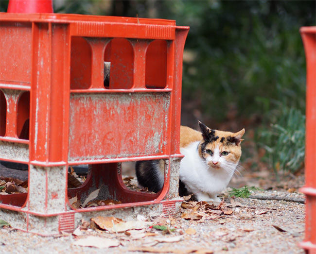 神社猫さん2912.jpg