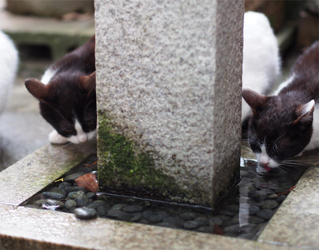 神社猫さん2915.jpg
