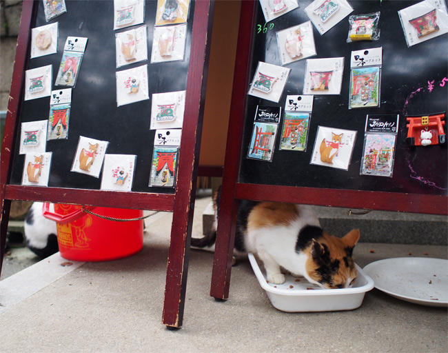 神社猫さん2916.jpg