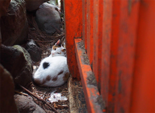 神社猫さん2919.jpg