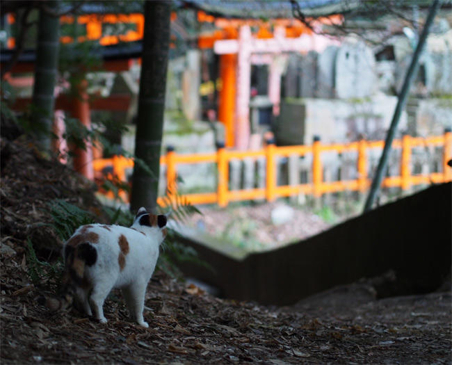 神社猫さん2927.jpg