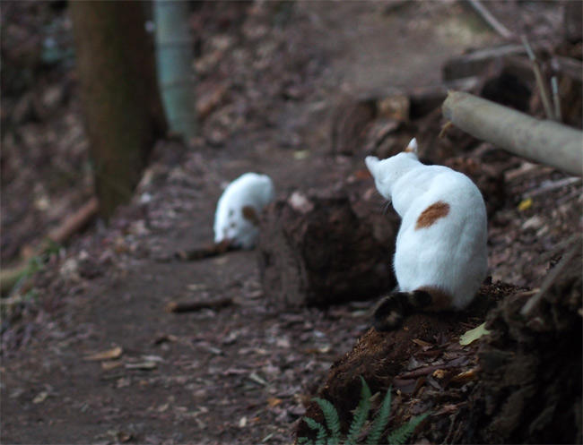 神社猫さん2928.jpg