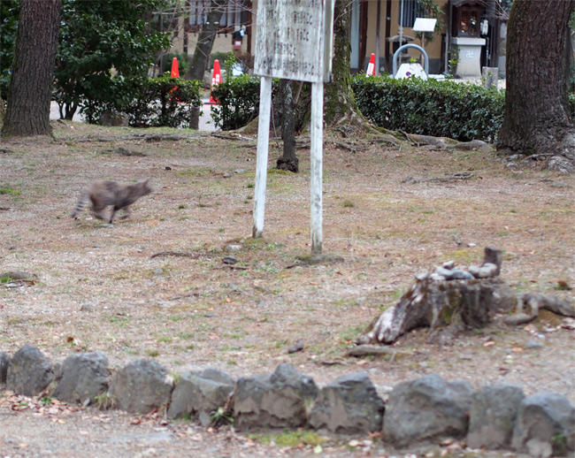 京都の公園猫さん2934.jpg