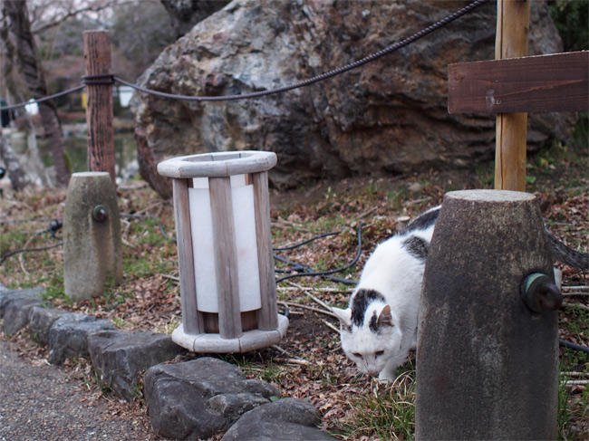 京都公園猫さん2949.jpg