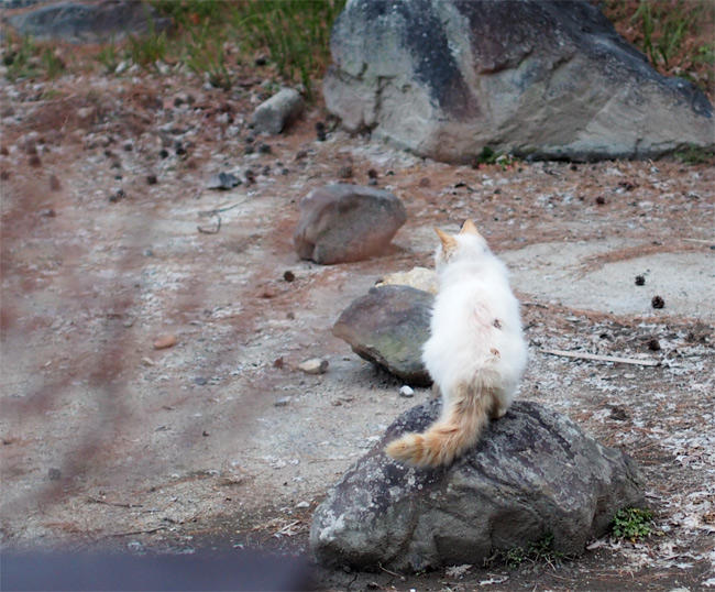 京都公園猫さん2955.jpg