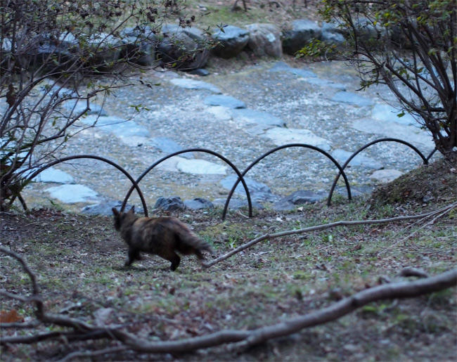 京都公園猫さん2958.jpg