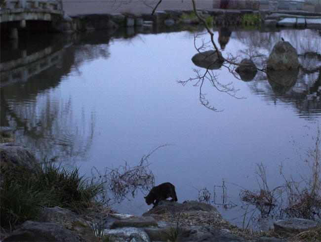 京都公園猫さん2964.jpg