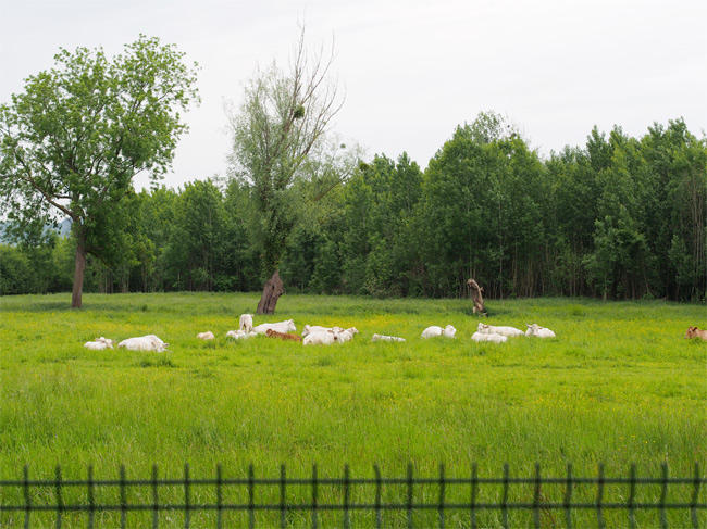 ジヴェルニー モネの家3041.jpg