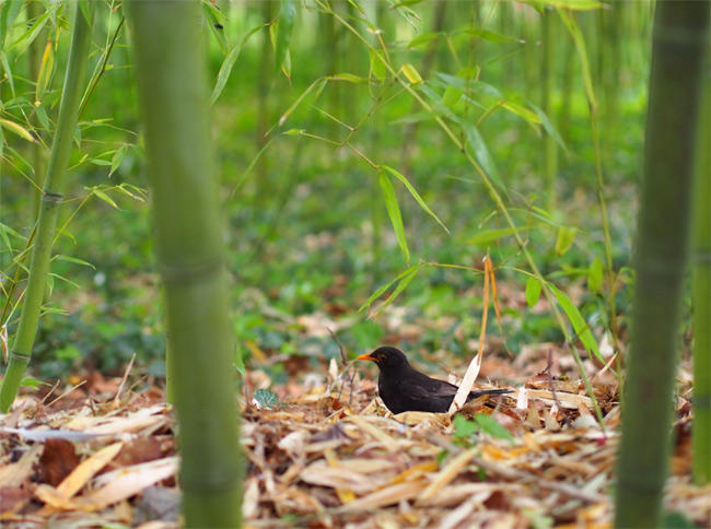 ジヴェルニー モネの家蓮池3042.jpg