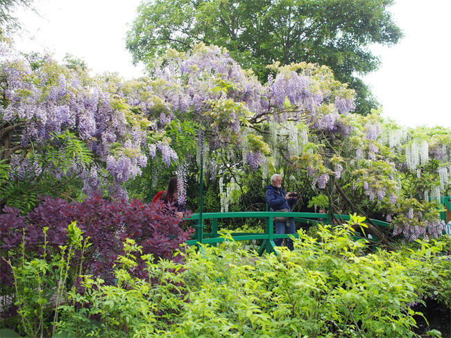 ジヴェルニー モネの家蓮池3044.jpg