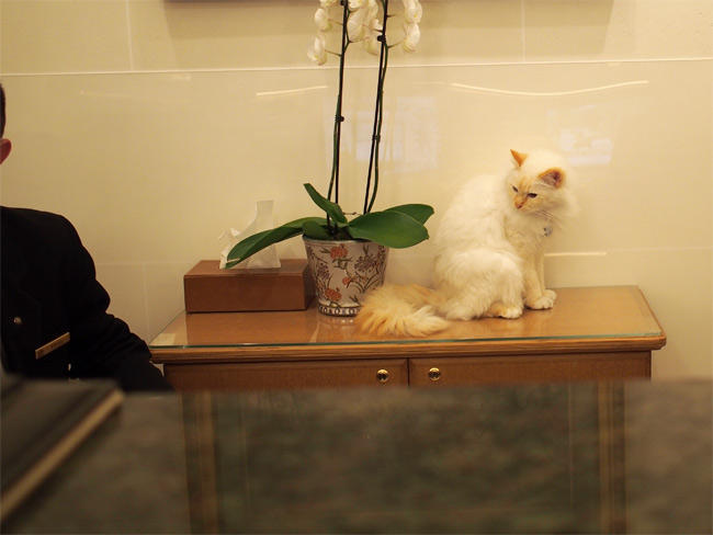 ル・ブリストル ファラオンさん3057.jpg